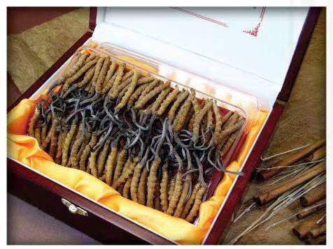 贺兰冬虫夏草回收